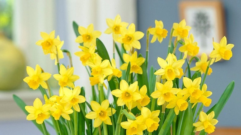 Potted yellow daffodils on table