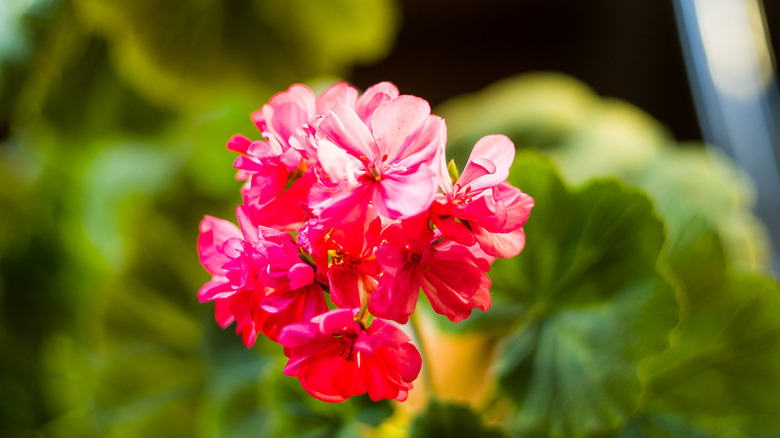 Lovely pink Pelargonium Geranium flowers, close up