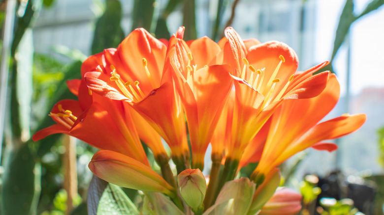 Beautiful kaffir lily flowers.