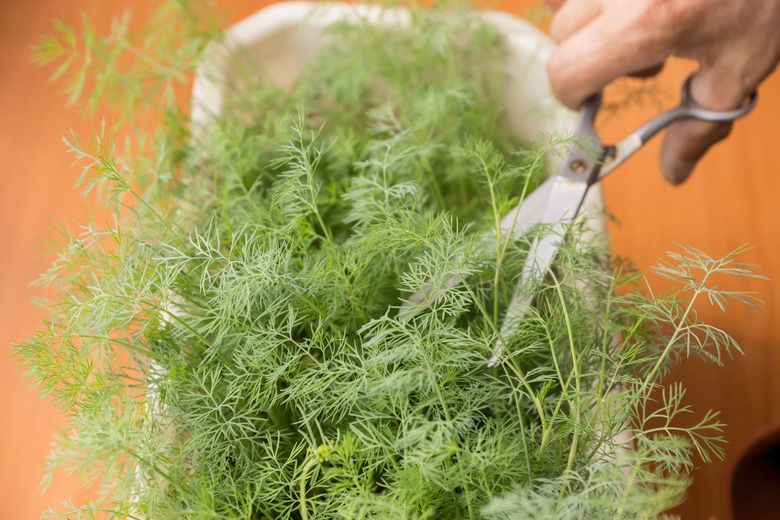 Growing healthy herbs on the windowsill of the house in a flower pot. Crop of dill grown at home is cut with scissors.Dill grows on the windowsill.selective focus