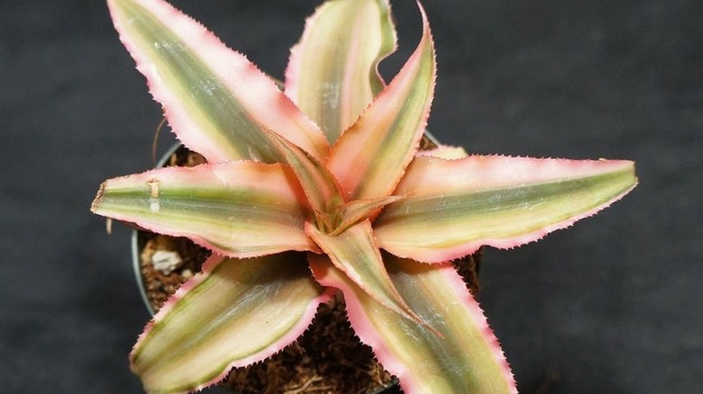 Cryptanthus 'Pink Star'