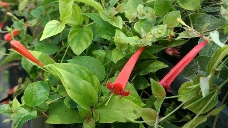Brazilian Flower Plant