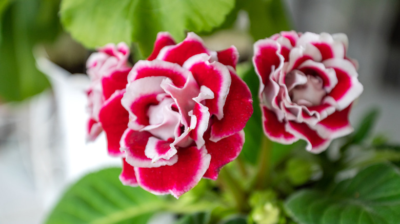 Gloxinia Flower plant