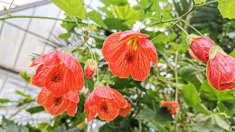 Abutilon pictum orange flowers. Common names Indian mallow, velvetleaf or flowering maple