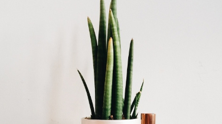 African spears (Sansevieria cylindrica)