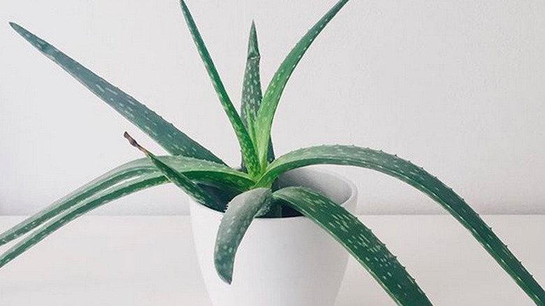 Aloe vera (Aloe vera) plant