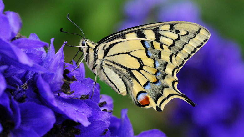 Butterfly on blue delphinium flowers