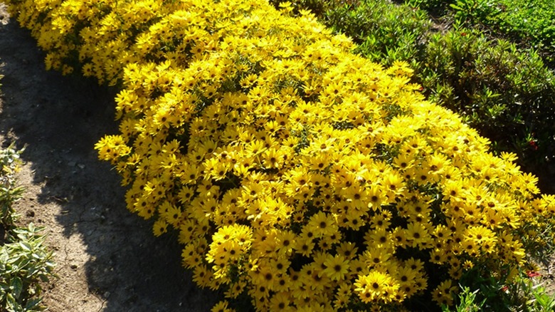 Bright yellow 'Autumn Gold' narrow-leaved sunflowers receiving sunlight