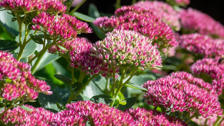 Pink 'Autumn Joy' sedum growing in a garden