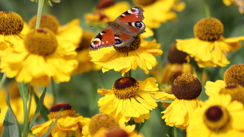 A butterfly is sitting on yellow flowers of Autumn sneezeweed