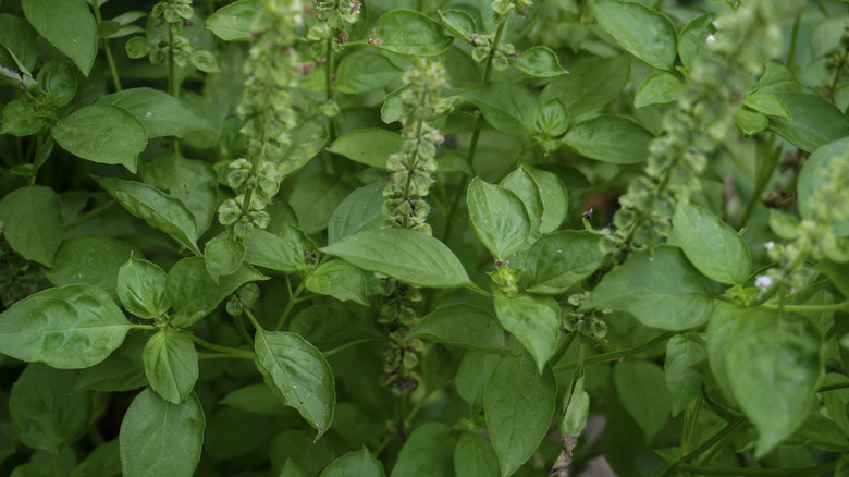 Basil leaves growing in a garden