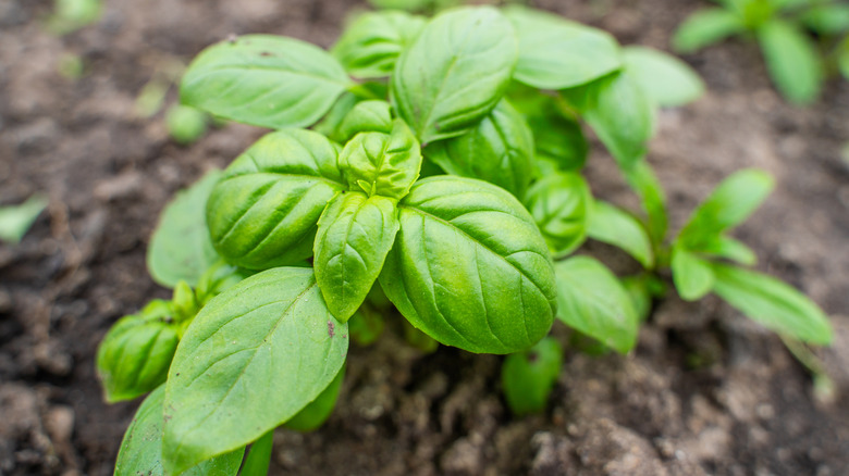 Basil leaves growing in a garden