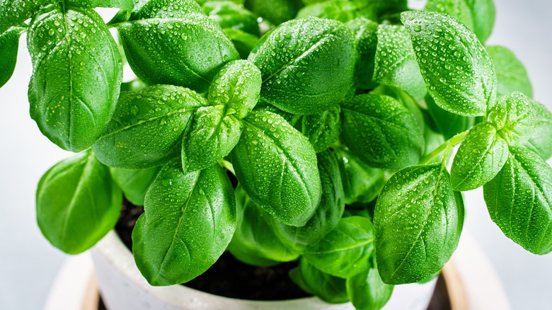 Close-up of basil growing in a container