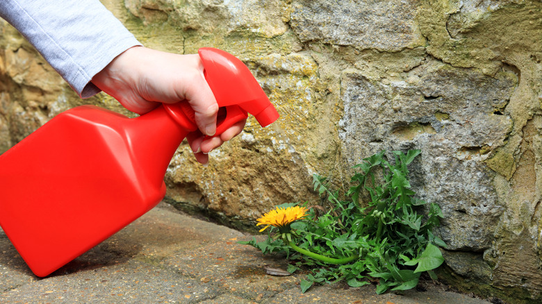 Red spray bottle spraying a weed killing solution onto a weed growing in a crack next to a wall