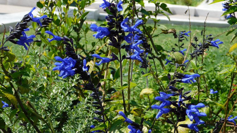 'Black and Blue' salvia flowers in bloom