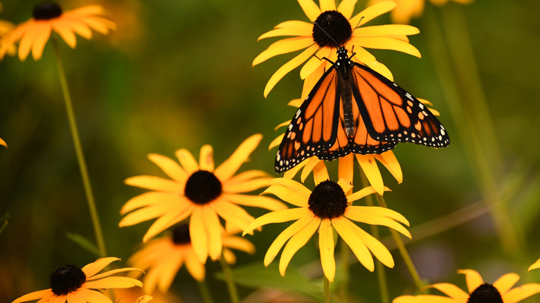 A butterfly is drinking nectar from a yellow black-eyed Susan flower