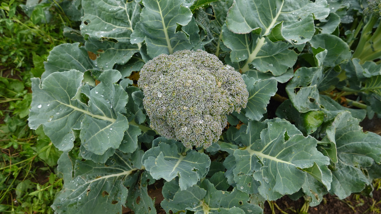 broccoli head growing in a garden