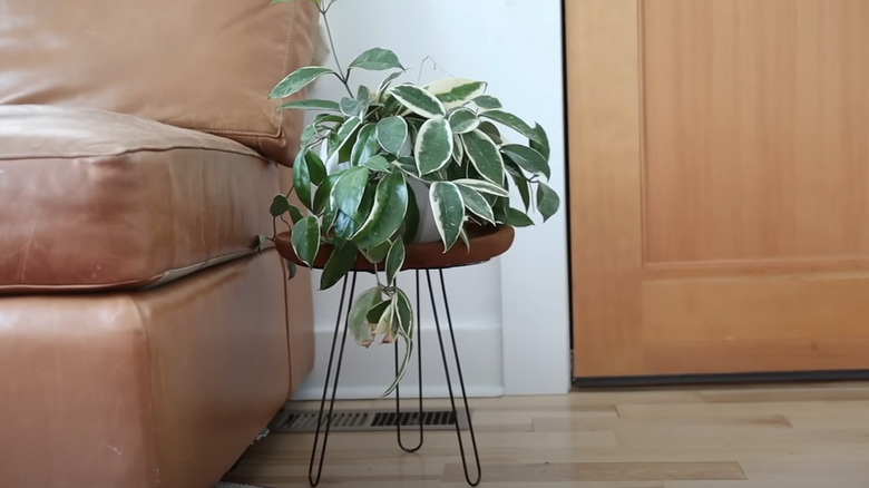 A side table with hairpin legs made from paper towel holders with a houseplant sitting on the table.
