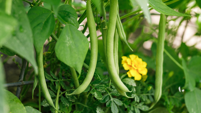 bush snap green beans growing in a garden
