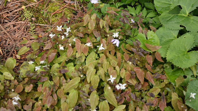 Epimedium x youngianum 'Niveum' growing on ground