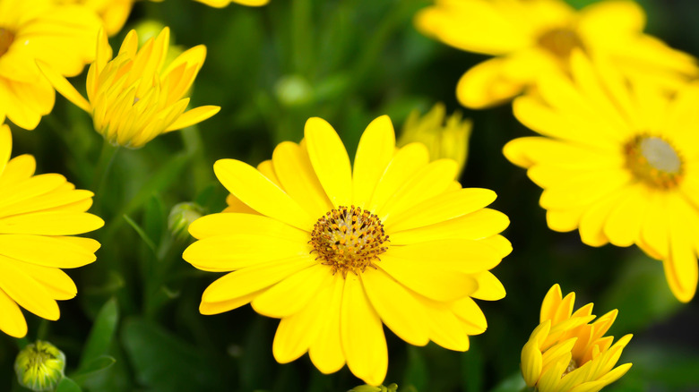 Vibrant yellow calendula (pot marigold) florals in bloom