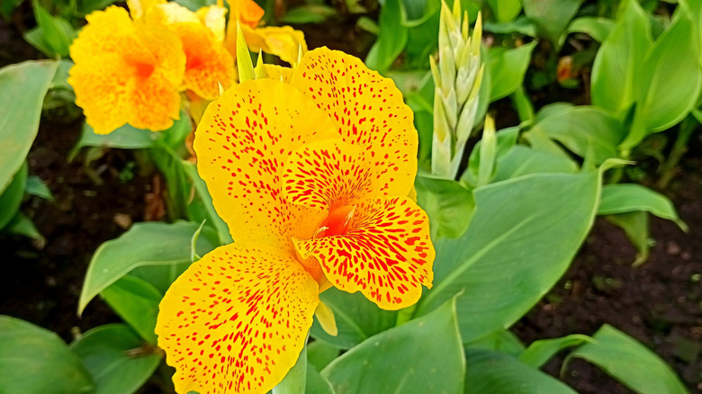 Speckled yellow canna lily flowers in bloom