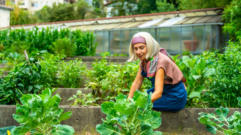 A woman working in a vegetable garden.