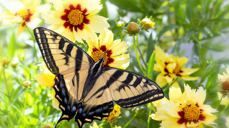 butterfly on coreopsis flowers