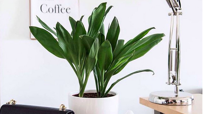 cast iron plant (Aspidistra elatior)