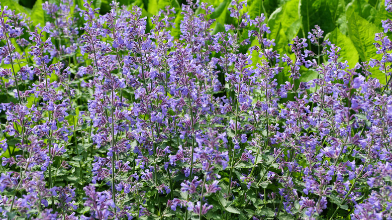 Small purple flowers of catmint in bloom