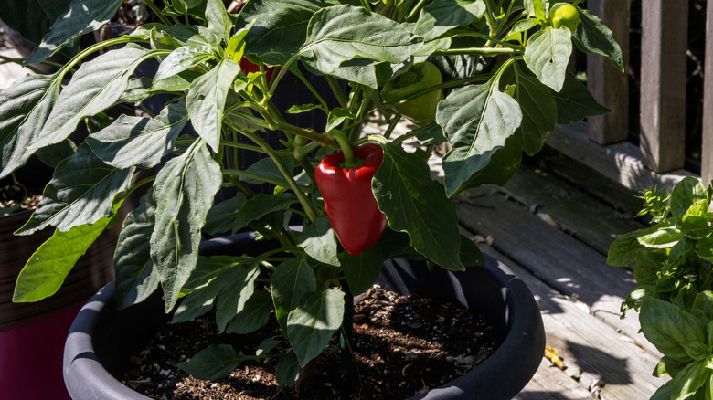 Red bell pepper growing in a pot