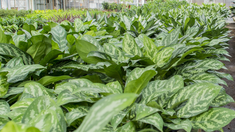 Chinese evergreen (Aglaonema commutatum)