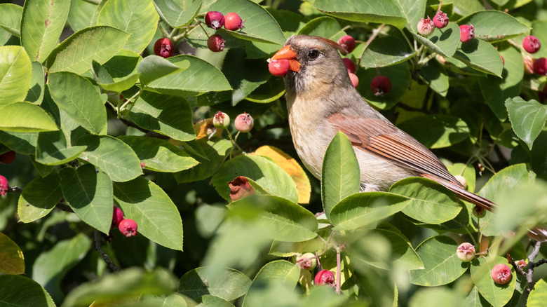 A bird is eating the fruits of a serviceberry tree