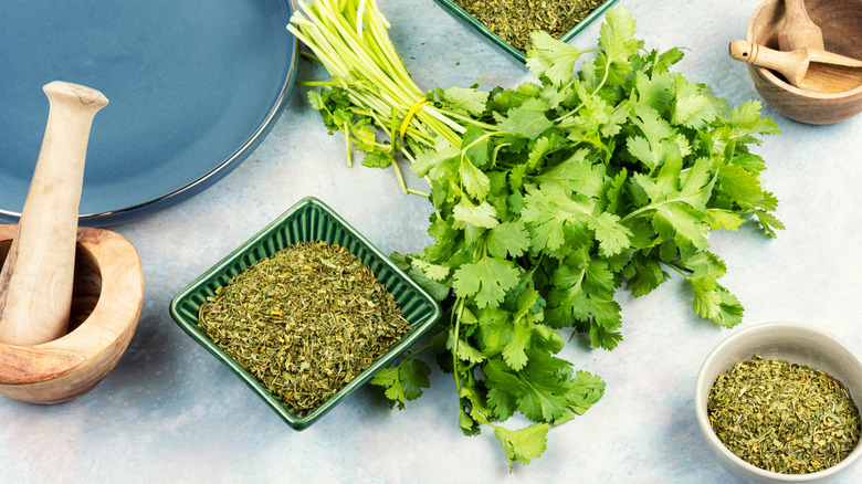 A spring of cilantro centered on a table between bowls of dried herbs