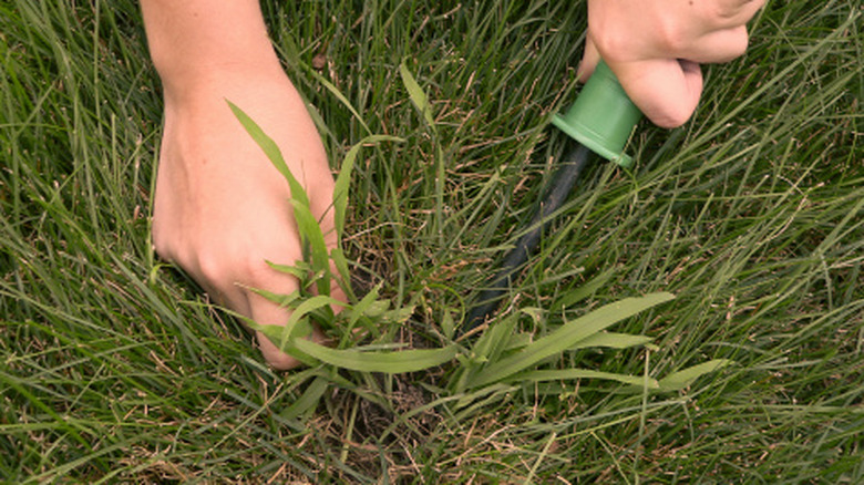 A person pulling crabgrass by hand
