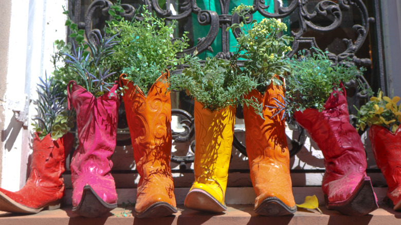 Colorful cowboy boots full of herbs sit on a ledge in the sun