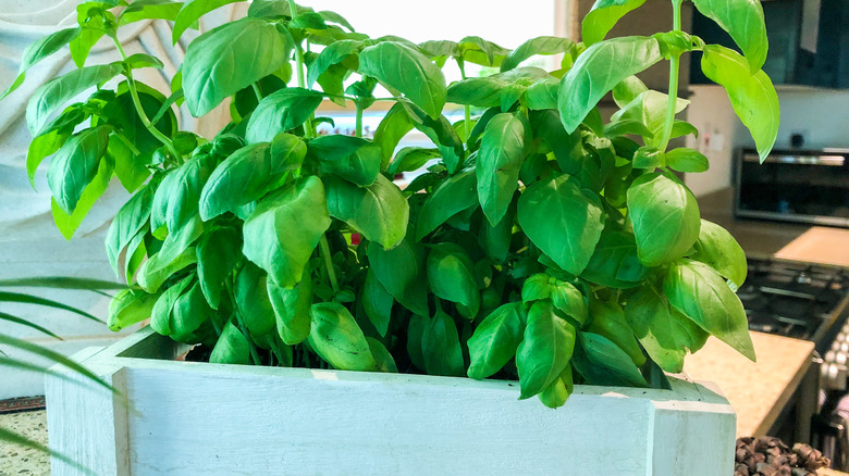 Fresh basil growing in a container
