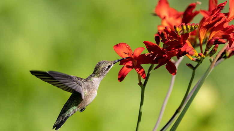 Hummingbird is drinking nectar from red crocosmia flowers