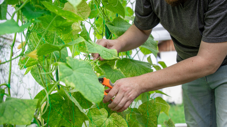 A gardener prunes cucumber vines.