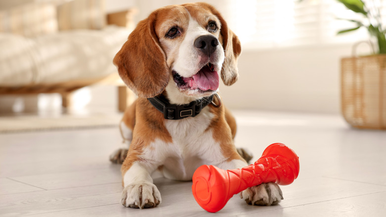 A dog playing with an orange toy at home