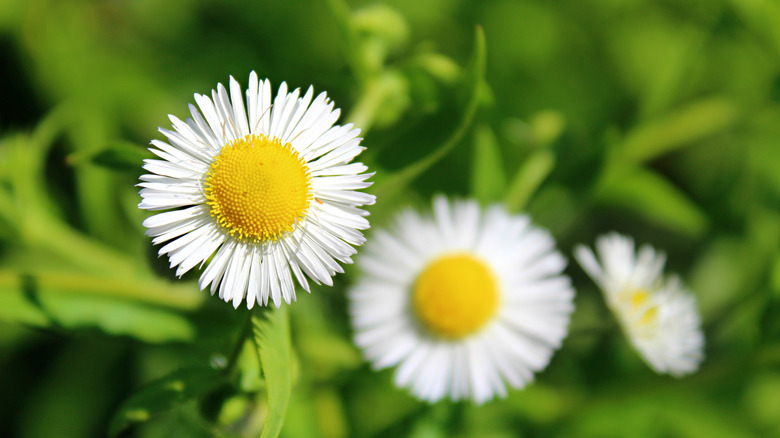 White flowers of false aster with yellow centers