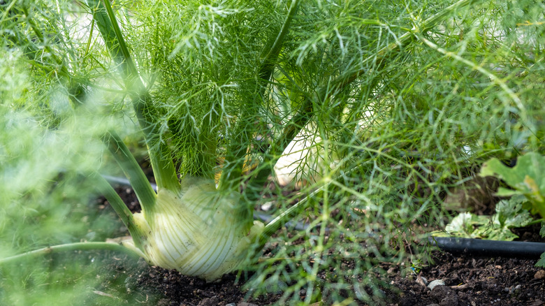 A close up of fennel growing in the soil.