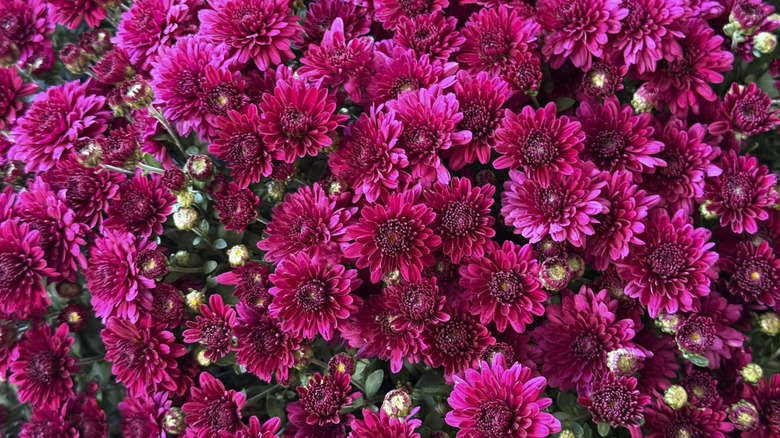 Bright pink mums blooming in a garden