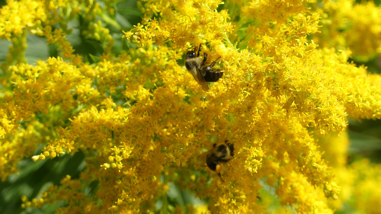 Bees on the brilliant yellow flowers of goldenrods