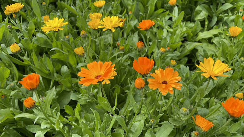 blooming calendula plants