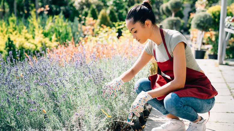 Gardener pruning lavender bush along sidewalk