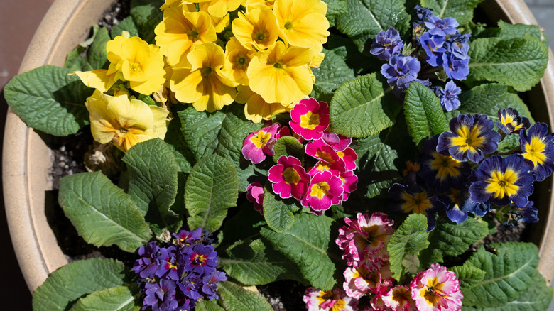 Colorful primroses planted in a container