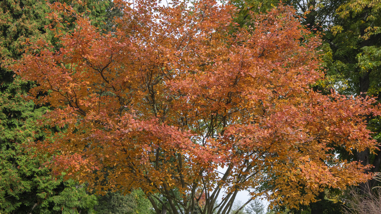 A serviceberry tree growing in a yard in autumn