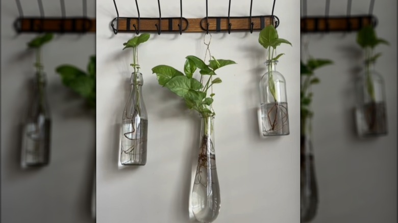 Plant display made from metal hooks and decorative glass Dollar Tree bottles