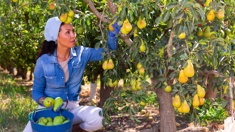 Woman picking pears from a tree in an orchard